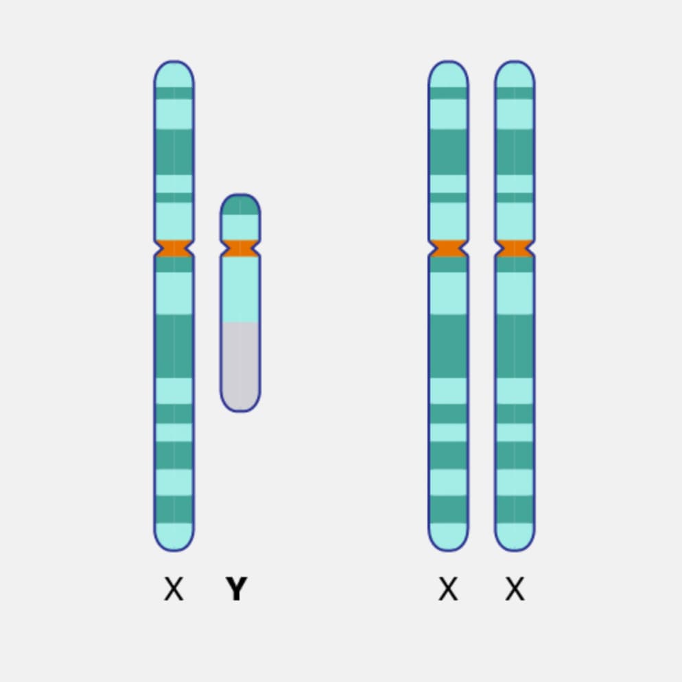 chromosome males - X Y X X Id